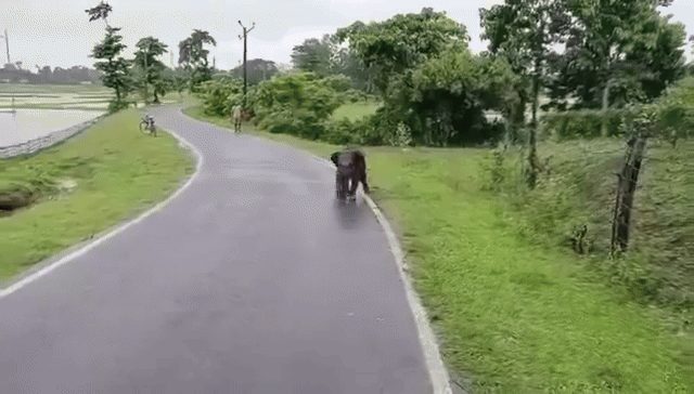 무리에서 낙오해 길 잃은 새끼 코끼리. 엑스(X) @susantananda3 캡처