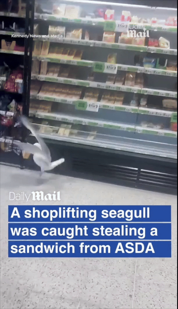 [서울=뉴시스] 영국의 한 슈퍼마켓에 들어간 갈매기가 닭고기 샌드위치를 훔쳐 유유히 빠져나가는 장면이 포착돼 온라인에서 화제를 모았다. [사진=데일리메일] 07.05. *재판매 및 DB 금지