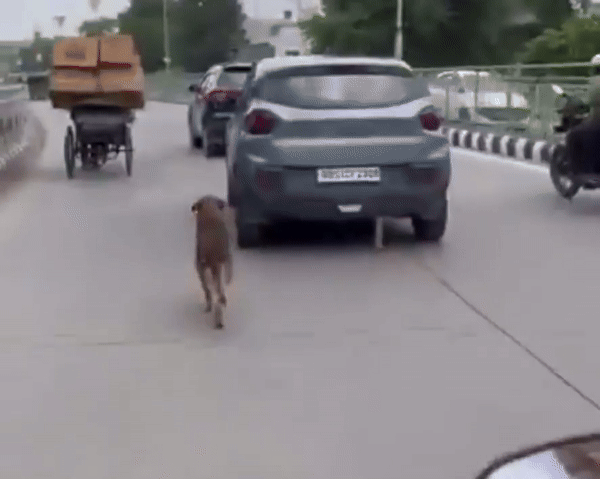 [뉴시스] 버려진 강아지가 주인 차를 2km 넘게 따라 달리는 모습이 포착돼 인도 사회에 공분을 일으켰다. (사진=프리프레스저널) 2025.07.05 *재판매 및 DB 금지