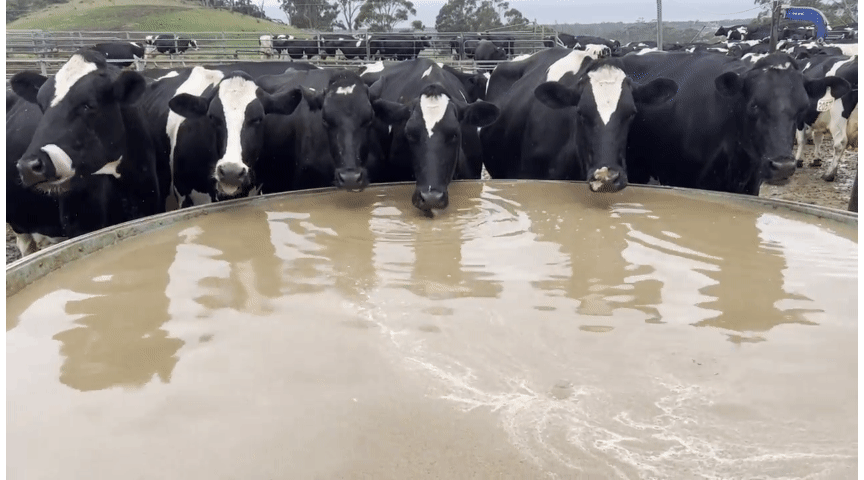 호주 태즈메이니아 그린뱅크스 증류소에서 공급한 술지게미를 수분이 있는 상태로 섭취하고 있는 브림 크릭 다이어리 농장의 젖소들. 그린뱅크스