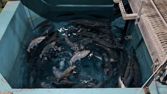 일본 도쿄 지바현에 위치한 연어 육상 양식 스타트업인 ‘FRD재팬’의 양식장에서 출하 직전의 연어들이 헤엄치고 있다. 도쿄=박신원 기자