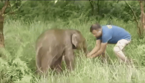 [서울=뉴시스] 인도 아삼주 카지랑가 국립공원에서 아기 코끼리 초투(Chotu)가 어미와 눈물 어린 재회를 하는 장면이 포착됐다.(사진=X @susantananda3) *재판매 및 DB 금지