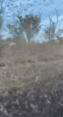 호주 퀸즐랜드 일대에 메뚜기 떼가 대규모로 출몰하면서 방목지 피해가 잇따르고 있다. 호주 ABC뉴스 제공