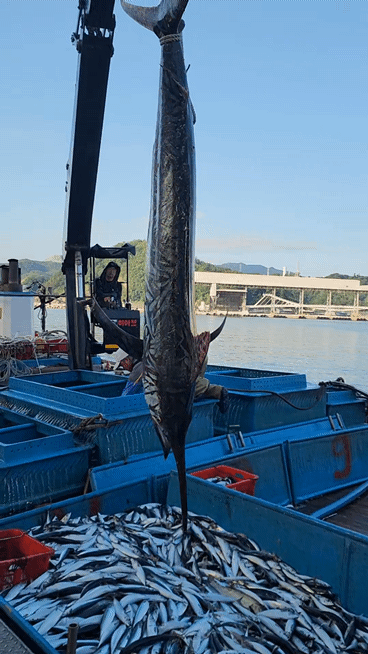 10일 오전 강원 삼척에서 잡힌 황새치.(정연철 강원 삼척시의원 제공, 재판매 및 DB 금지) 2025.7.10/뉴스1