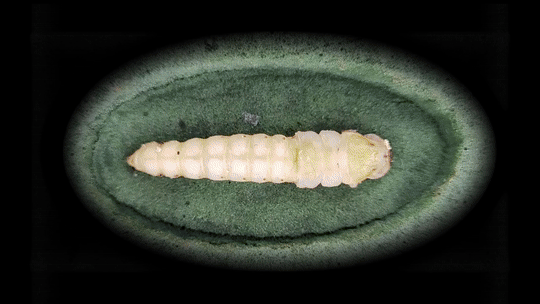 비단벌레 우화과정. 영월군 제공.