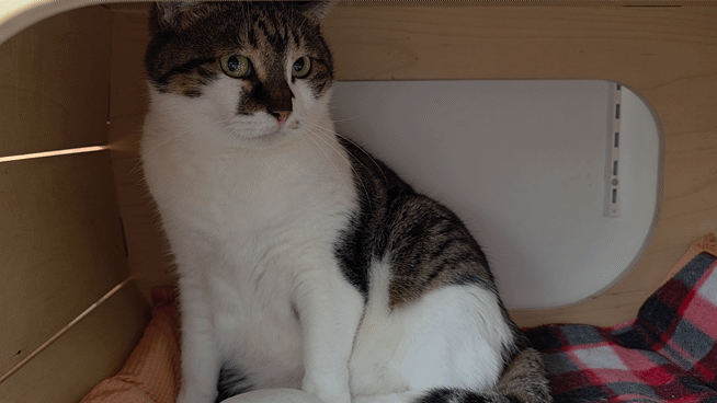 지난 5월14일 경기 파주시 동물자유연대 '온캣'에서 만난 '밀레'의 모습. 낯선 카메라를 향해 솜방망이를 휘두르고 있다. 동그람이 정진욱