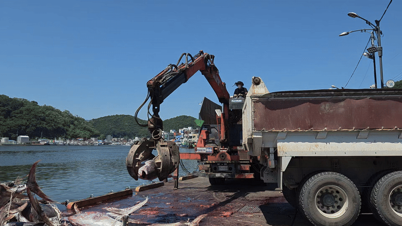 경북 영덕군 강구면 강구항에서 지난 9일 무게 130~150㎏에 달하는 참다랑어를 크레인을 이용해 덤프트럭으로 옮기고 있다. 김현수 기자
