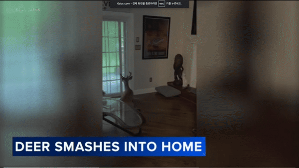 [서울=뉴시스] 미국 뉴저지주 한 남성의 자택에 사슴이 유리창을 깨고 침입했다. (사진=6abc) *재판매 및 DB 금지