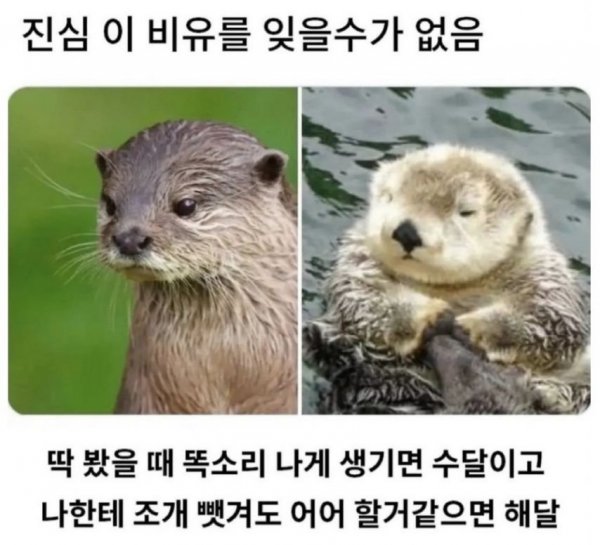 수달과 해달의 차이 | 인스티즈