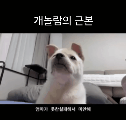 보호자의 산타 최애 영상. 인스타그램에서 조회수 180만 회 이상을 기록했다(인스타그램 san.____.ta 제공). ⓒ 뉴스1