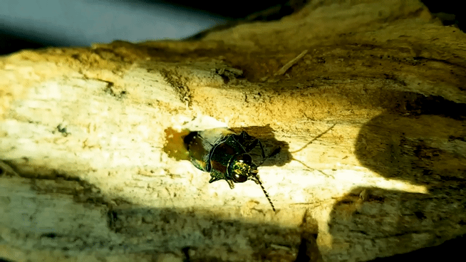 성충이 되어 나무를 뚫고 나오는 비단벌레.