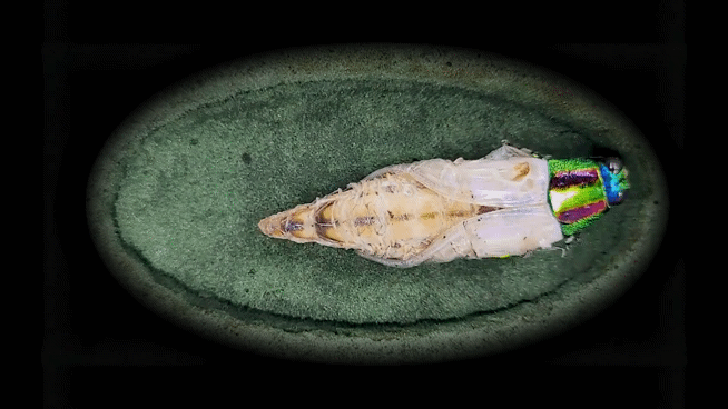 날개 부위가 자리를 잡아가는 과정.