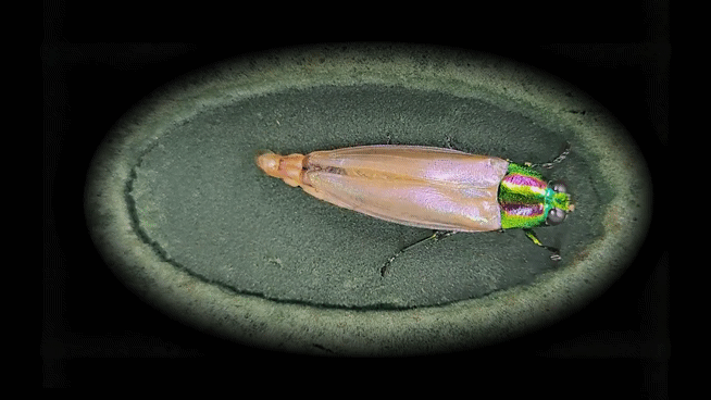 머리 쪽과 다리, 몸통과 날개가 순서대로 녹색과 붉은색 비단결처럼 변화하는 모습