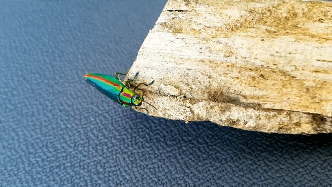 연구센터 인공증식 환경에서 자란 비단벌레가 고향인 나무를 탐색하고, 연구소를 돌아다니는 모습