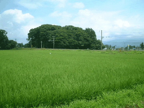 IMG_1852.gif 일본 시골 여름풍경 특징