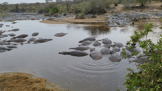 [사진=박현주 미술전문기자]세렝게티 웅덩이에서 무리지어 잠을 자고 있는 하마들. 2025. 07 14  hyun@newsis.com *재판매 및 DB 금지