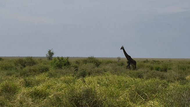 [사진=박현주 미술전문기자]세렝게티 초원에서 풀을 뜯고 있는 기린들. 2025. 07 14  hyun@newsis.com *재판매 및 DB 금지 *재판매 및 DB 금지
