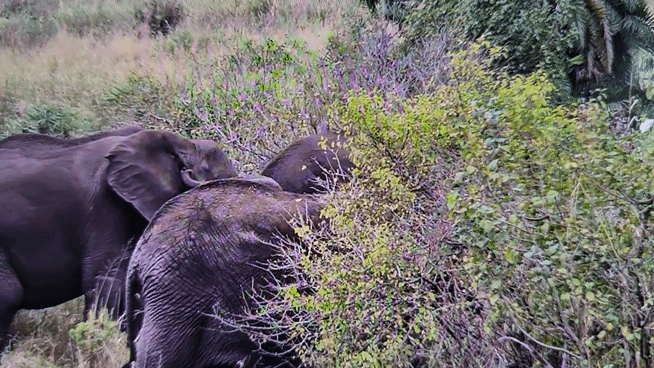 [사진=박현주 미술전문기자=세렝게티 초원에서 코끼리들이 대를 지어 이동하고 있다. 조용히 걷고 있지만 존재만으로 무게감을 발산했다. 2025. 07.14 .hyun@newsis.com *재판매 및 DB 금지