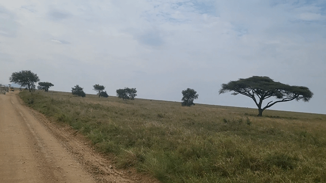 [사진=박현주 미술전문기자] 끝없이 이어지는 세렝게티 초원을 달리는 사파리 짚차. *재판매 및 DB 금지