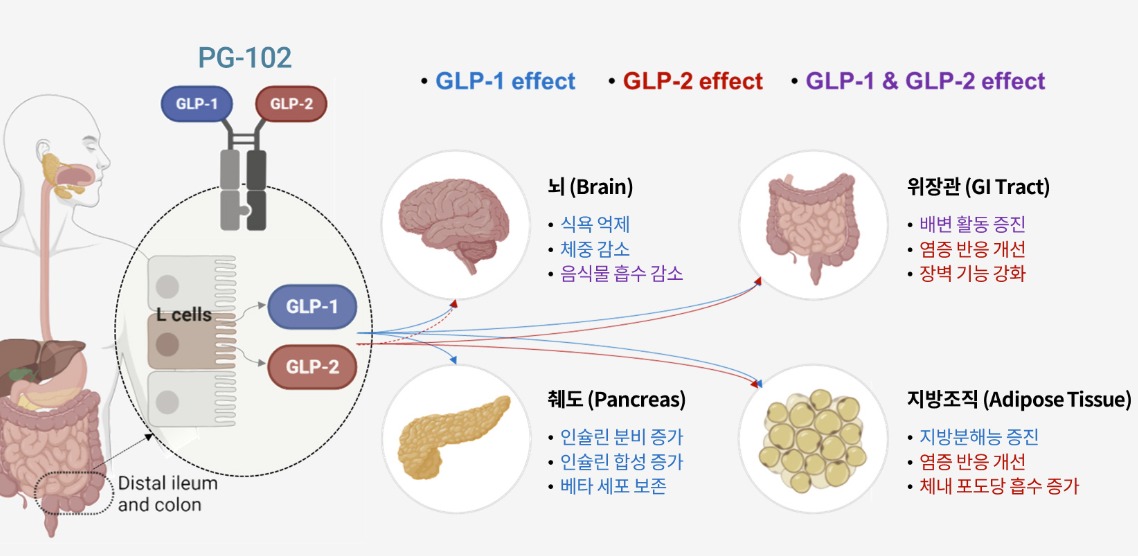 glp-1 효과 꿈의 비만약' GLP-1기반 치료제의 진실 기적의 주사' 아니라고?…GLP-1 비만약 안전성