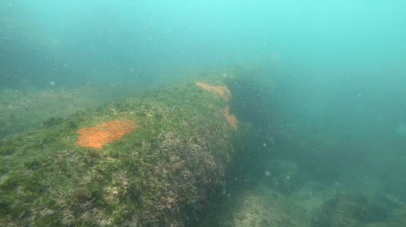 15일 제주도 서귀포시 대정읍 신도리 앞바다에 녹슨 채 방치된 양식장 취수관. 해양시민과학센터 파란 제공