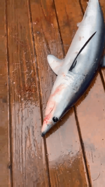 17일 오전 동해 최북단 강원 고성 대진항 인근 해상에서 잡힌 규모 70㎝, 무게 10㎏ 규모 청상아리. (속초해경 제공) 2025.7.17. 뉴스1