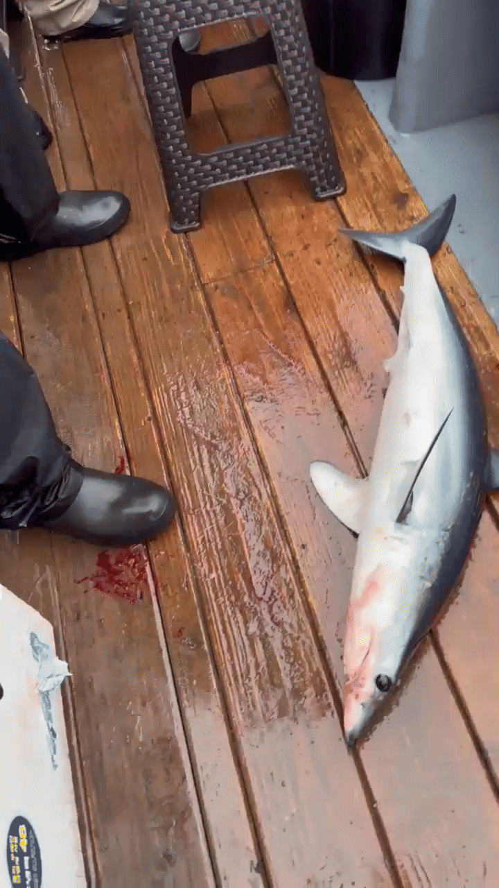 강원 고성군 앞바다에서 낚시객에게 잡힌 상어. 속초해양경찰서 제공