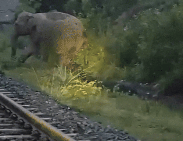 [서울=뉴시스] 인도에서 야생 암컷 코끼리가 철로 인근에서 출산을 하면서 지나가던 열차가 운행을 중단한 이례적인 일이 발생해 화제를 모으고 있다. (사진 = 엑스 갈무리) 2025.07.17. *재판매 및 DB 금지