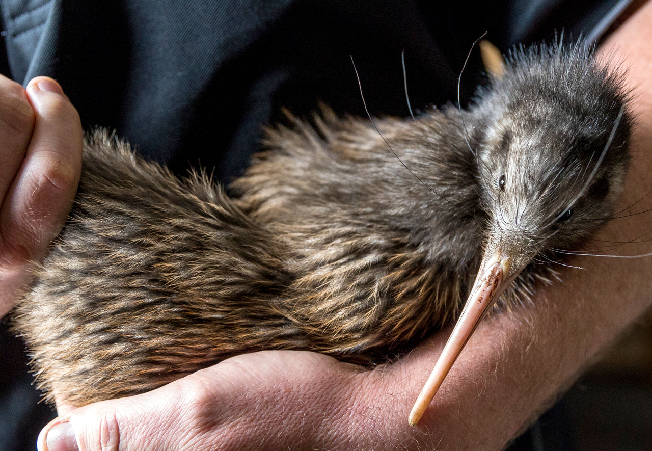 새가 날지 못한다고? 뉴질랜드 신비한 야생동물들[함영훈의 멋·맛·쉼]
