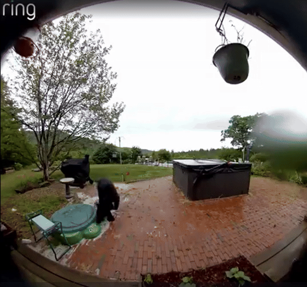 [뉴시스] 미국 뉴햄프셔주 주민이 공개한 초인종 누르는 흑곰의 모습. 2025.07.16.(사진=뉴욕포스트) *재판매 및 DB 금지