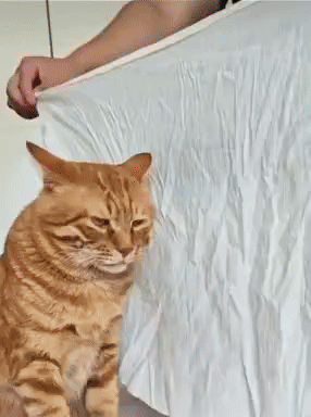 3eb4de21e9d73ab360b8dab04785736f913762bc3561beb65e706cc0ce653a46bf09bec7cc55cc437b47673e7c755242f4b27b3054