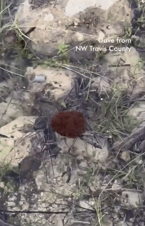 [뉴시스] 미국 텍사스주에서 발견된 불개미 뗏목 모습. (사진=KXAN News페이스북). 2025.07.17. *재판매 및 DB 금지