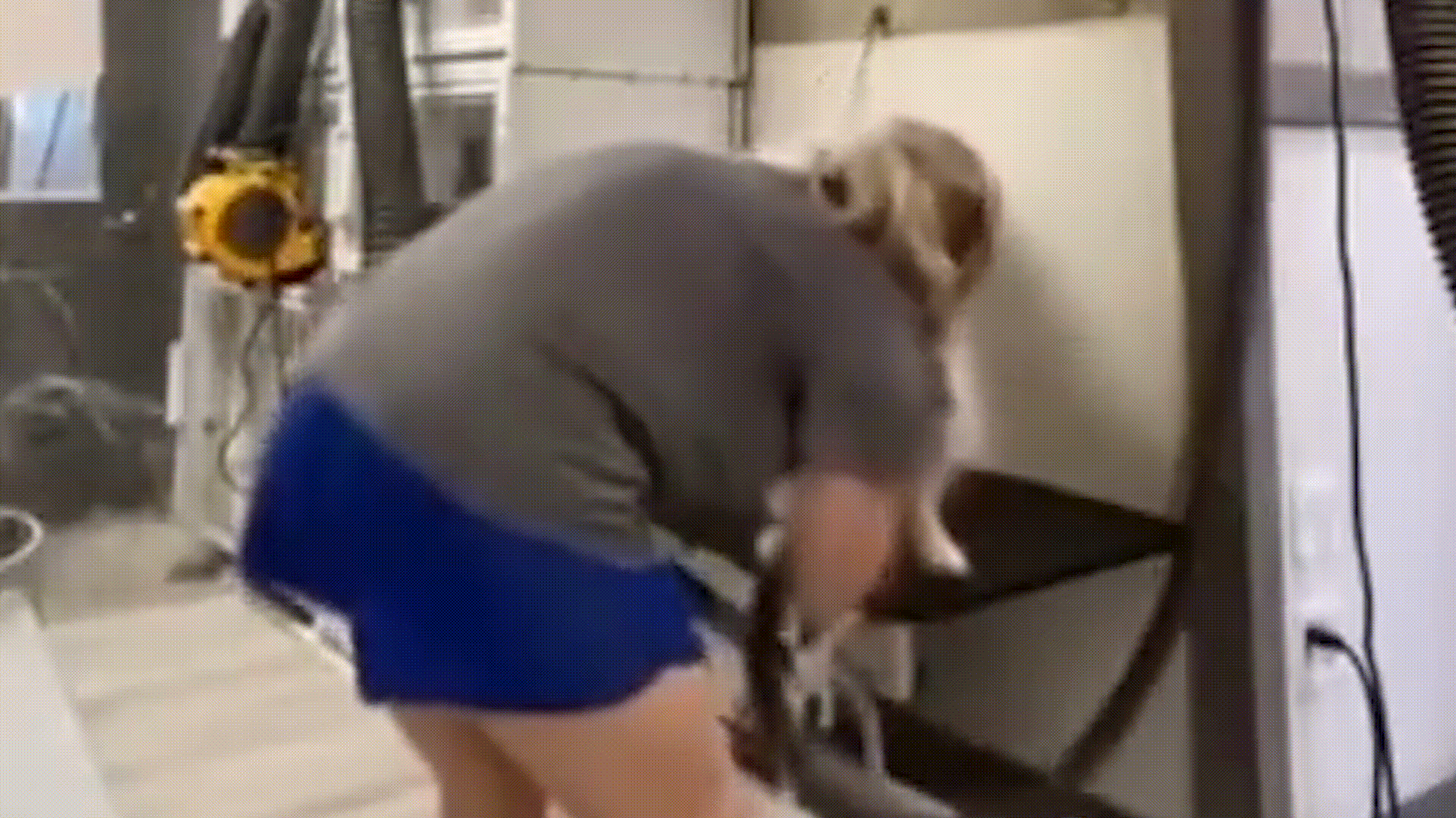 미국 노스캐롤라이나주 무어스빌에서 한 반려동물 미용사가 반려견들을 가격하고 벽에 내던지는 모습이 담긴 영상이 공개돼 경찰에 체포되는 사건이 발생했다. 엑스 갈무리