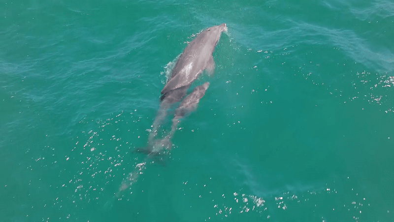어제(26일) 제주시 구좌읍 종달리에서 폐어구에 걸린 새끼 돌고래와 어미가 유영하는 모습(촬영=오승목 다큐제주 감독)