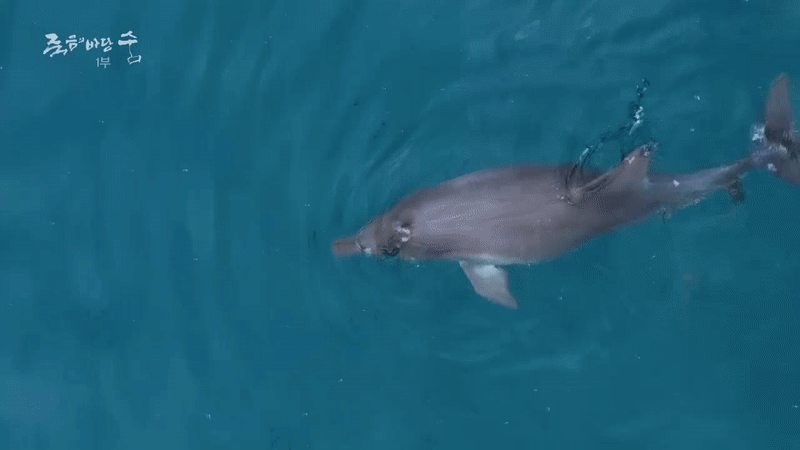 2023년 11월 제주시 구좌읍 하도리 해안에서 폐어구에 걸린 채 발견된 새끼 남방큰돌고래 종달이의 모습