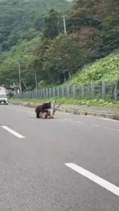 지난 27일 일본 홋카이도의 한 국도에서 불곰이 사슴을 공격하는 장면 <출처=엑스(X)>
