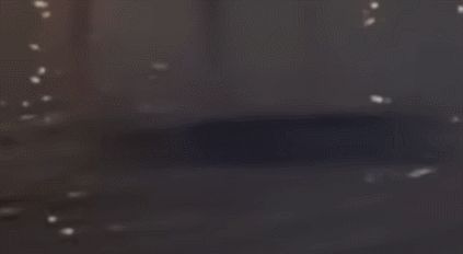 7월 7일 한강에서 이상한 생명체가 영상에 찍혔다. [사진=유튜브 '정담 스토리'/JTBC '사건반장']