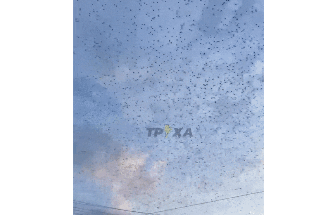 현지 소셜미디어에 공개된 메뚜기떼 모습