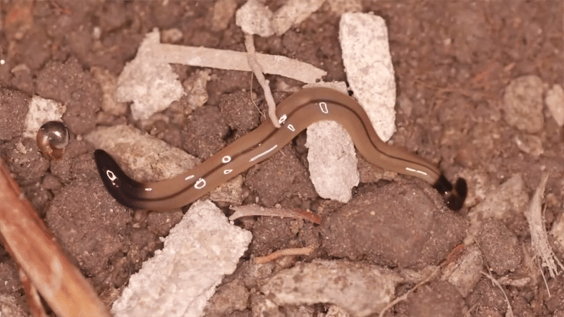 플라나리아가 미끄러지듯 기어가고 있다. /유튜브 @Warren County Agriculture