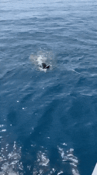 지난 16일(현지시간) 스페인 발레아레스 제도 인근에서 구조된 모로코 출신 남성. 사진=스페인 왕립 요트 협의회(RAECY) 페이스북 캡처