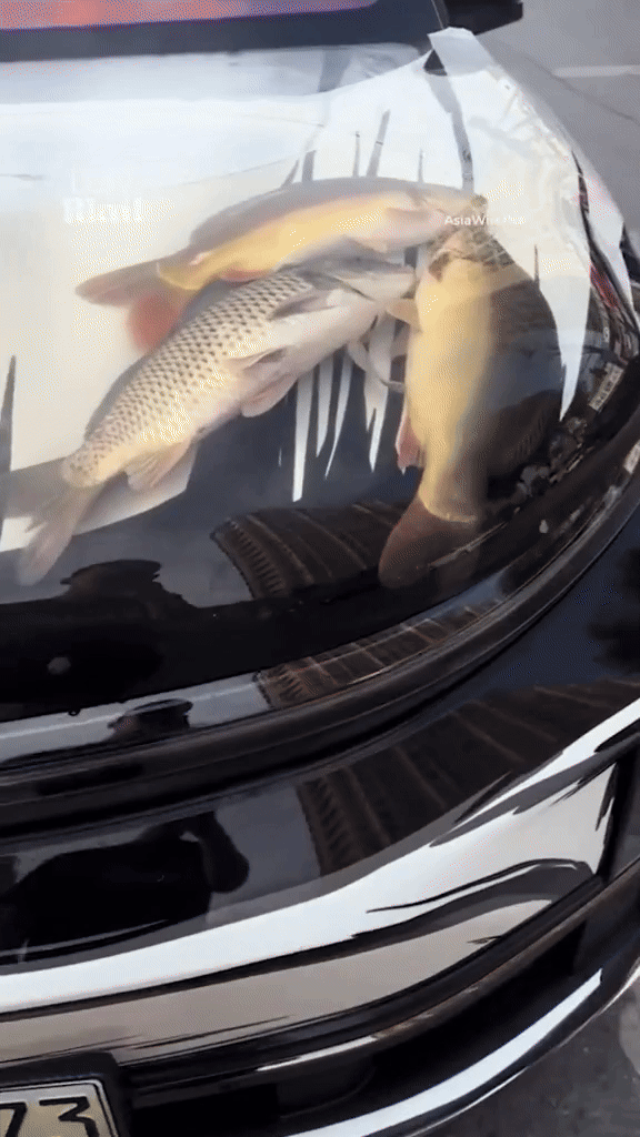 [뉴시스] 한 중국인이 자신의 SUV 보닛을 수조로 개조하고 살아 있는 잉어를 기르는 모습.(영상=데일리메일)  *재판매 및 DB 금지