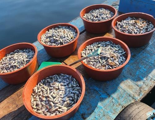 2024년 여름 거제 해상가두리 조피볼락 고수온 폐사