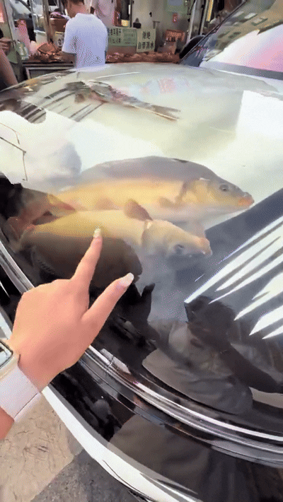 15일(현지시간) 홍콩 사우스차이나모닝포스트(SCMP)에 따르면 최근 중국 랴오닝성 선양시에서 보닛 안에 물고기를 채운 자동차가 포착됐다. 2025.7.15 더우인 화면