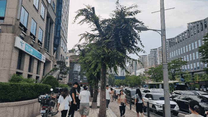 31일 서울 서대문구 지하철 서대문역 근처, 충정로역 근처와 용산구 지하철 삼각지역 근처 가로수가 짧게 잘린 뒤 잎이 자라난 상태로 있다. 강한들 기자