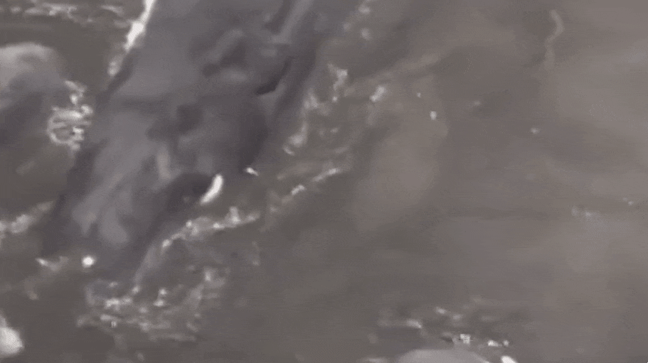 일본 현지시간으로 30일 지바현 다테야마시 해변에 고래 4마리가 떠밀려 와 있다. SNS 캡처