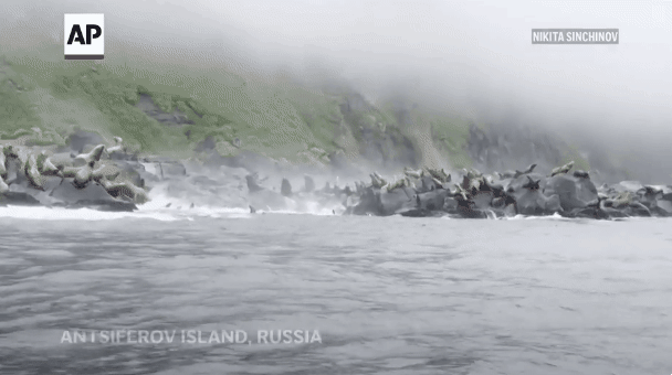 현지시간으로 30일 러시아 쿠릴 열도 북부에 있는 안치페로프 섬에 서식하는 바다사자 무리가 규모 8.8의 강진이 발생하자 일제히 바다로 뛰어들고 있다. AP 통신