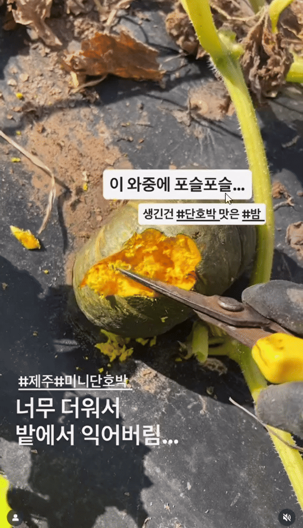 10일 제주볼레섬농장은 인스타그램에 '너무 더워서 밭에서 익어버림'이라는 제목의 영상을 게재했다. (출처=인스타그램) *재판매 및 DB 금지