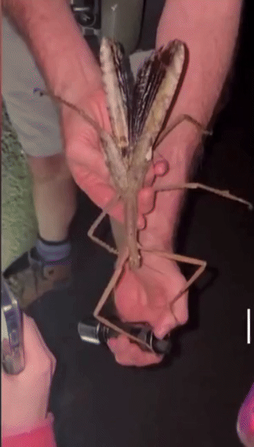 [뉴시스] 몸길이 40cm에 달하는 신종 곤충 ‘아크로필라 알타’의 모습.(영상=BBC) *재판매 및 DB 금지