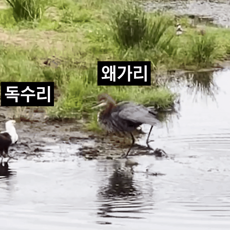독수리와 맞짱뜨는 왜가리 짤 800