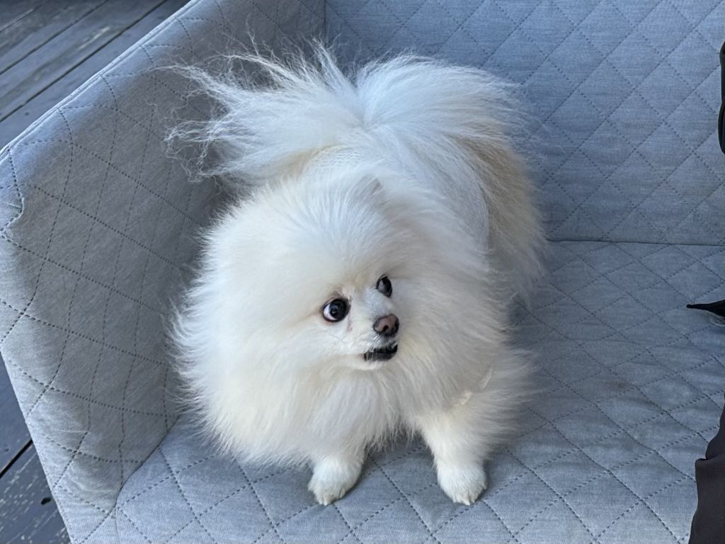 친구에게 아빠 무릎을 뺏긴 강아지의 표정 | 인스티즈